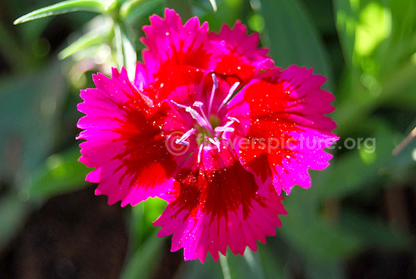 dianthus deltoides