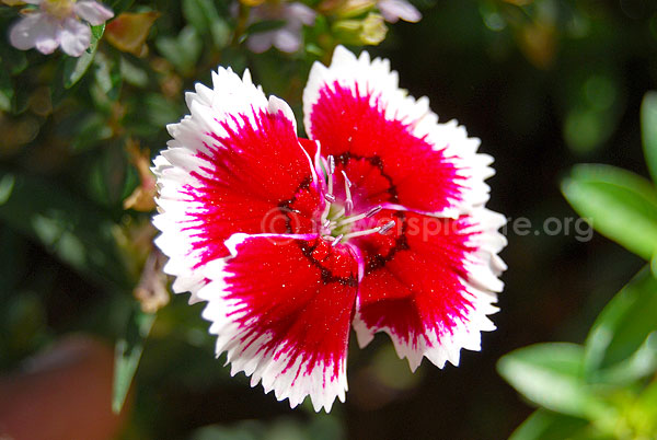 dianthus japonicus