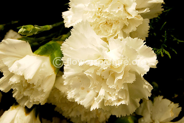 Dianthus White