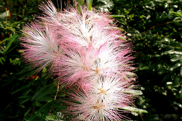 dichrostachys cinerea