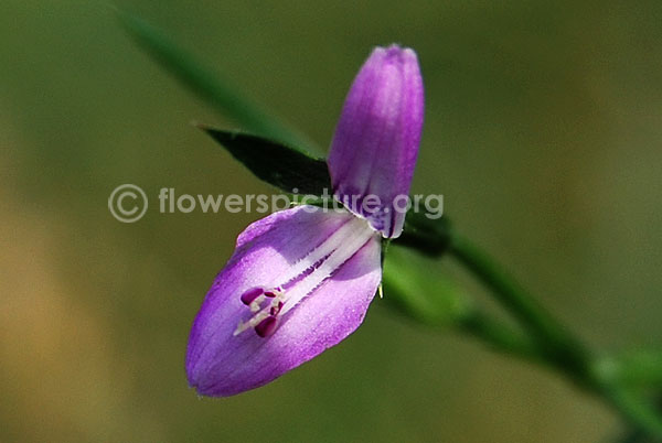 Dicliptera paniculata