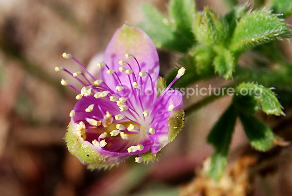 Dissotis rotundifolia