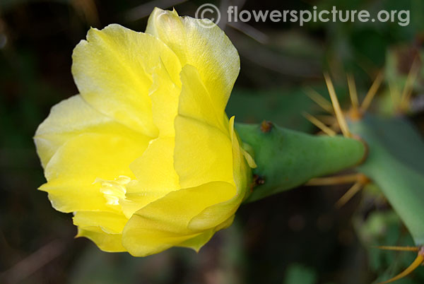 Drooping prickly pear