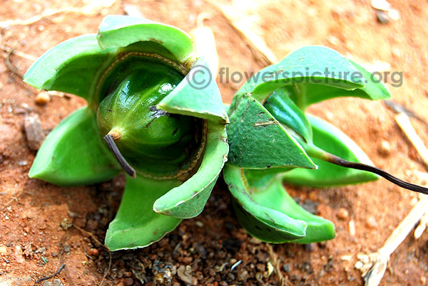 Duabanga grandiflora