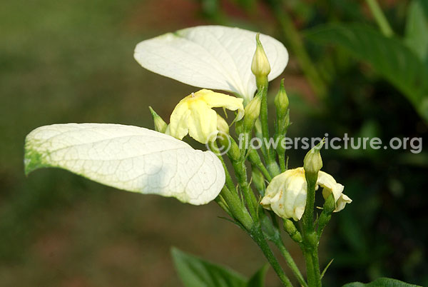 Dwarf mussaenda