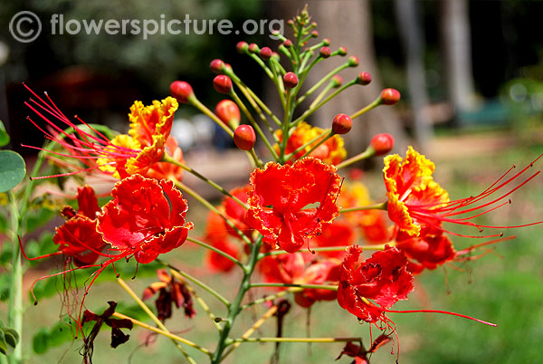 Dwarf poinciana