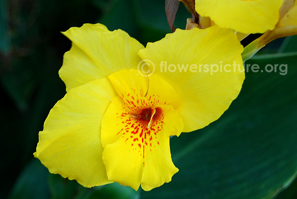 Dwarf yellow canna lily