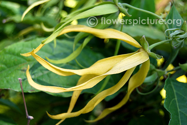 Dwarf ylang ylang