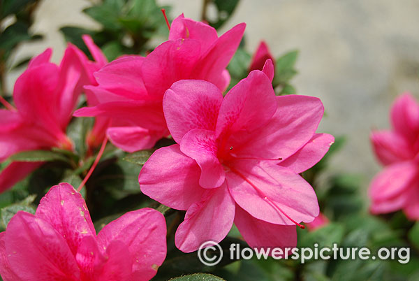 Dwarf Rhododendron