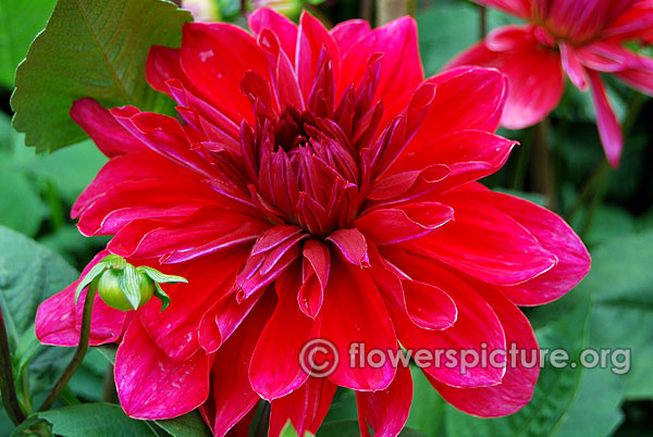 Barberry pimpernel dahlia