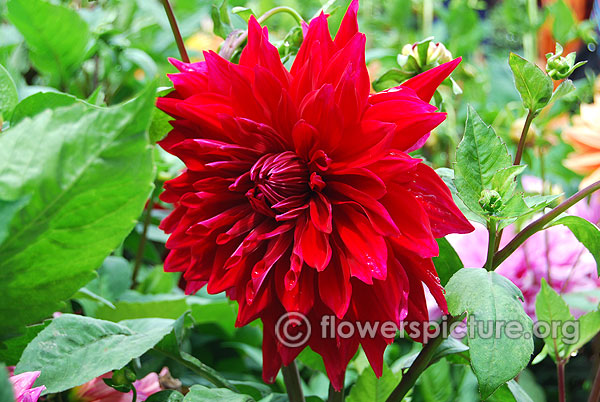 Creve coeur decorative dahlia