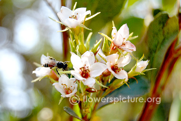 East himalayan neillia