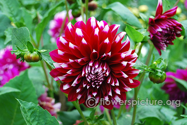 Edinburgh dahlia