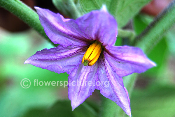 Eggplant flower