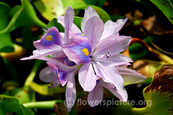 Eichhornia crassipes