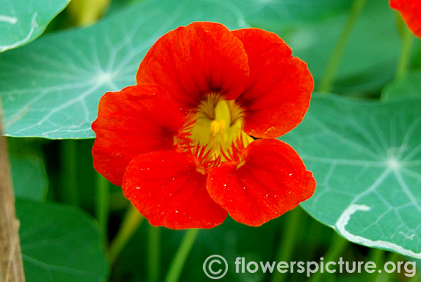 Empress of india nasturtium