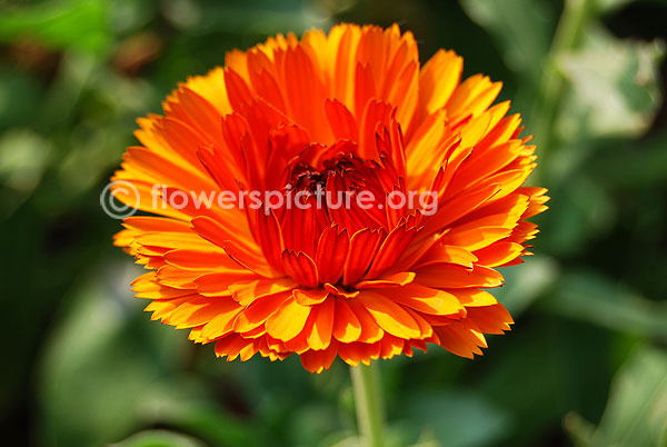 English marigold