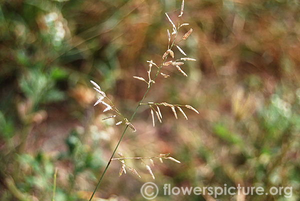 Eragrostis cilianensis