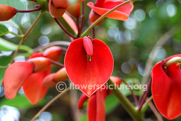 Erythrina crista galli