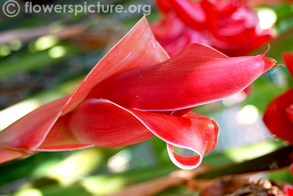 Etlingera elatior