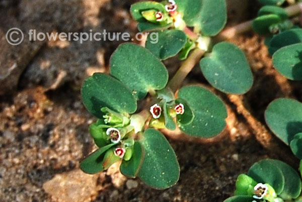 Euphorbia hypericifolia