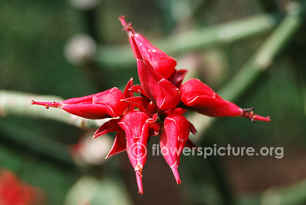 Euphorbia tithymaloides