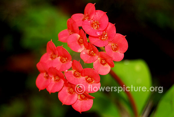 Euphorbia milii