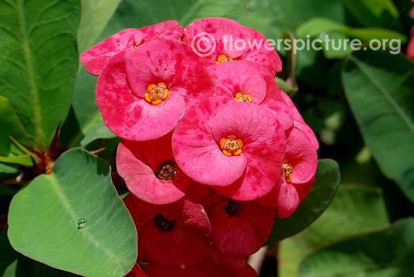 Euphorbia Milii