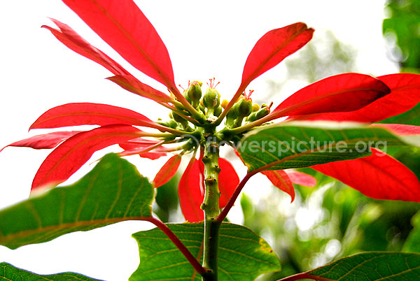 euphorbia pulcherrima