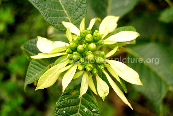 euphorbia pulcherrima white 