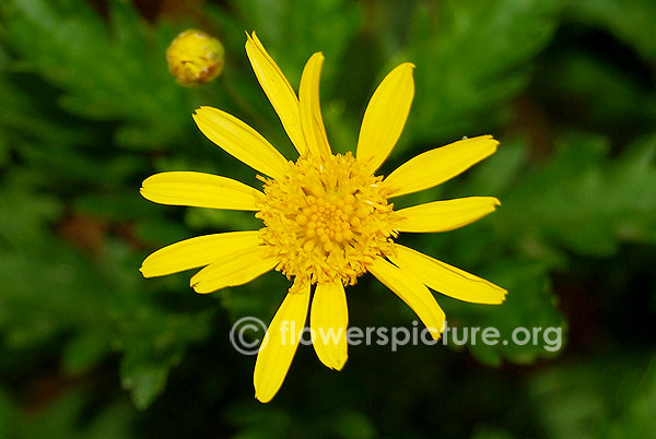 euryops chrysanthemoides