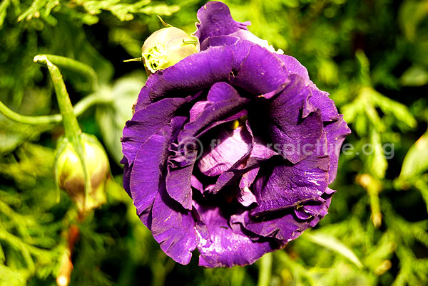 Eustoma