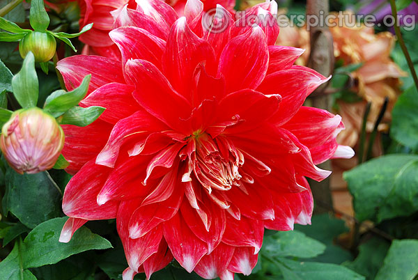 Skipley spot dahlia