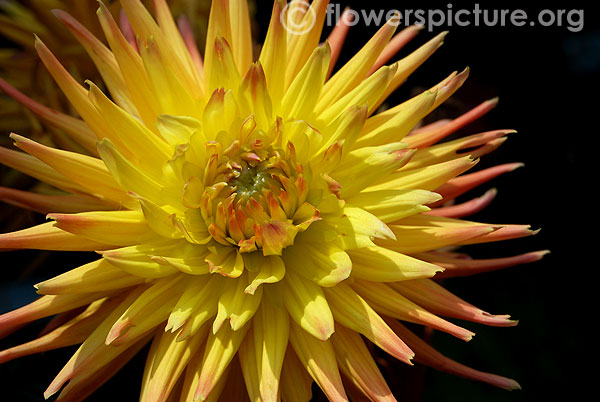 Fall Fiesta Dahlia