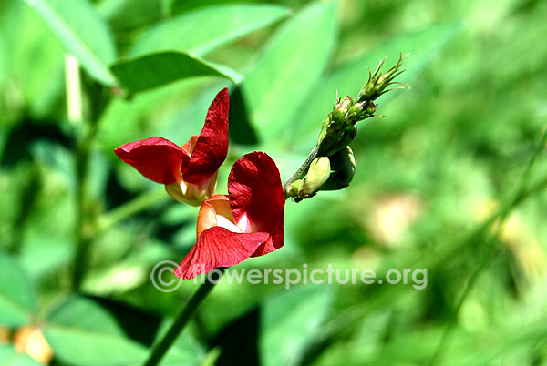 False Indigo