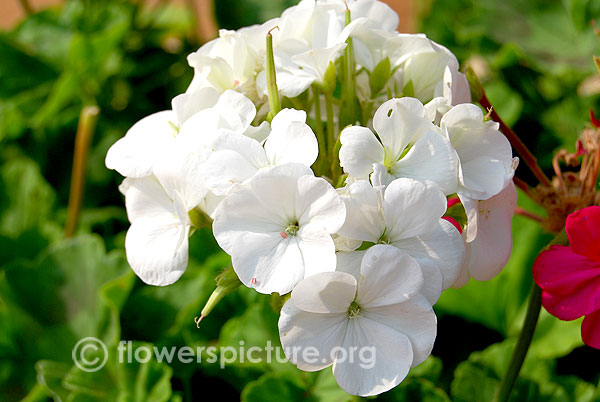 Fish geranium