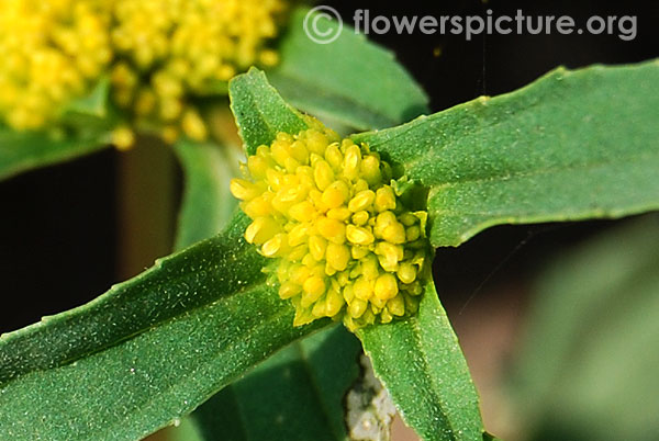 Flaveria campestris