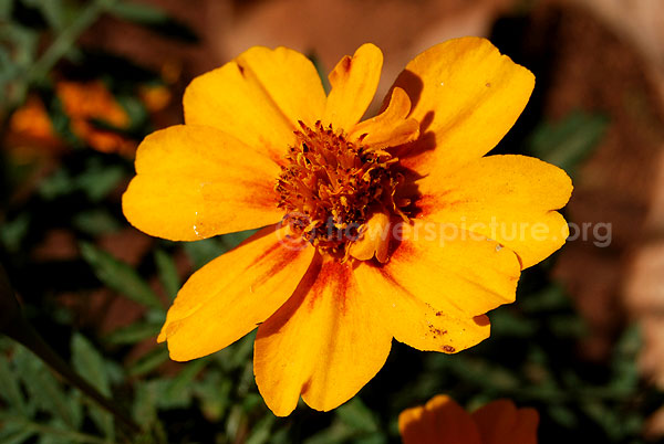 french marigold orange