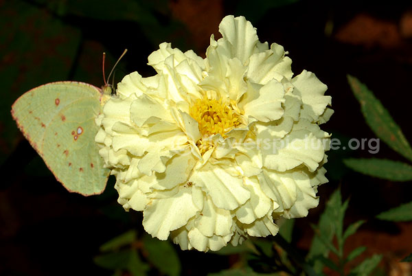 french marigold white