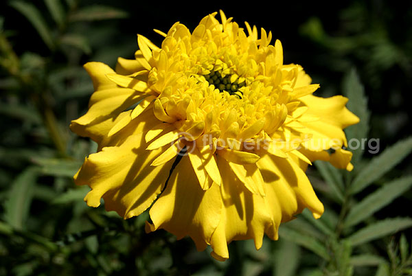 french marigold yellow