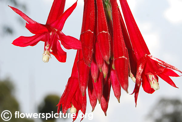 Fuchsia boliviana