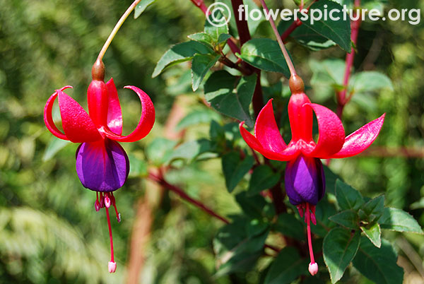 Fuchsia mrs popple