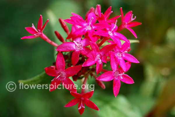 Fuschia pentas lanceolata