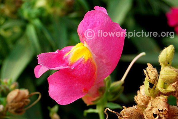 Fuschia snapdragon