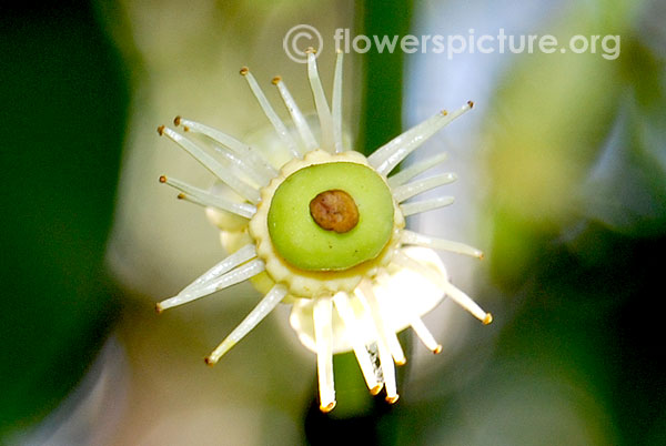 Garcinia livingstonei