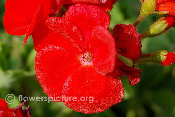 Garden geranium