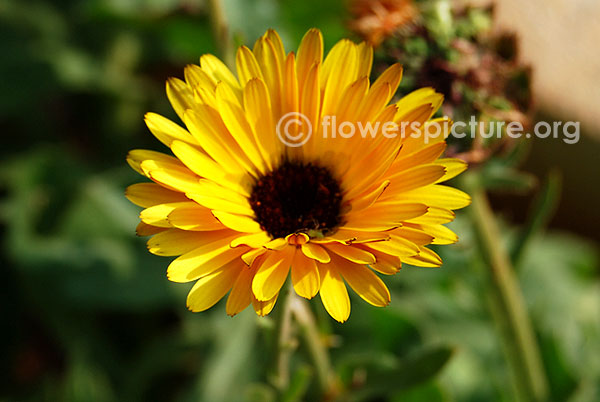 Garden marigold