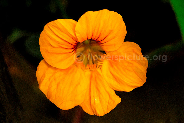 Garden nasturtium