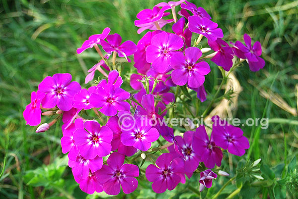 Garden phlox purple