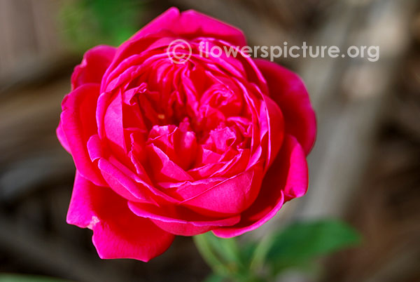 Garden rose